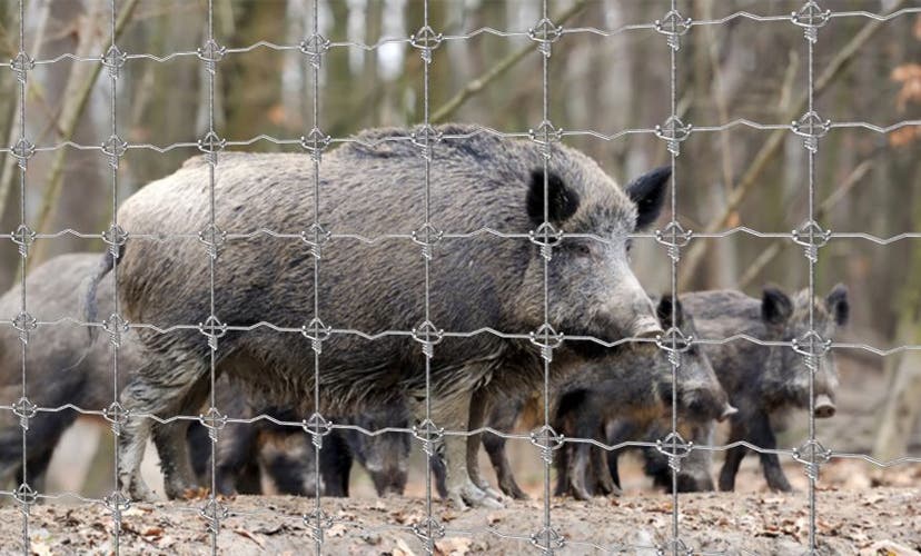 Vildsvinsstängsel kit med trästolpar (100 m)